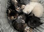Available kittens Profile