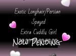 Now pending SPAYED Sweet CFA exotic longhair Profile