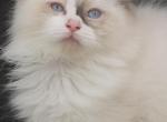 Sylvie's Litter Profile