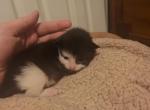 Tuxedo Ragamuffin Kitten Profile