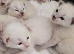 TICA CFA registered Balinese kittens Profile