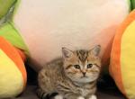 Pika Profile