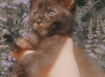 adorable kittens for sale Profile