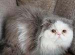Cfa choco carrier persian adult proven male Profile