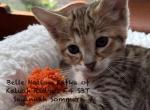 F4 SBT Savannah Sommers Profile