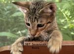 F5 SBT Savannah Boca Profile