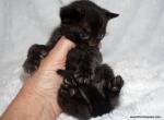 Melanistic Girl Silver collar Summer price drop Profile
