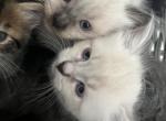 Longhair kittens available Profile