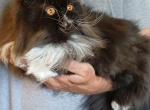 Now pending SPAYED Sweet CFA exotic longhair Profile