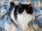 C f a black bicolor male persian kitten Profile