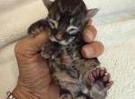 Caribbean Coons kittens Profile