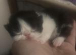 Beautiful Persian Kittens all colors Profile