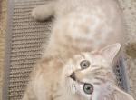Litter size pending Profile