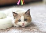 MJ Bicolor Mink Seal Ragdoll Profile