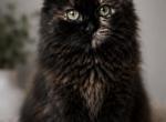 Mittens2 Profile