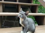 American Bobtail for adoption Profile