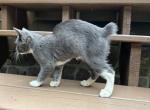 American Bobtail for adoption Profile