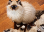 Seal mitted Profile