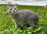Purebreed American bobtail Profile