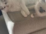 Boy and or girl Ragdoll kittens Profile