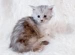 Rangoon High Silver Maine Coon Kitten Profile