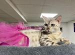 Sweetness & Jack's Cashmere and shorthaired litter Profile