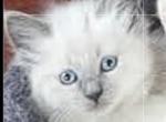 Blue point and flame point balinese kittens Profile