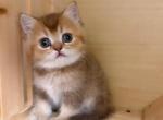 British Golden Kittens Profile