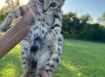 Female Bengal Kitten Profile