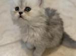 Sweet Fluffy babies Profile