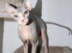 DONSKOY sphynx Aphrodite Girl Profile