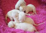 Late June litter Profile