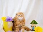 Peach's Baby Profile