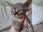 Black Tabby male Profile