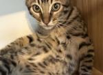 Tiny cheetah Profile