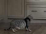 Bengal female Profile