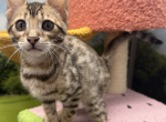 Bengal Kittens Profile