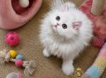 Beautiful Persian kittens Profile