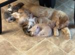 kittens for sale Profile