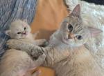 Lynx Balinese Baby Girl and Others Coming Soon Profile