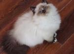 Seal mitted with blaze Profile