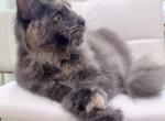Pandora Profile