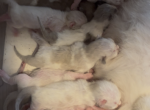 Mink & Traditonal Litter Profile