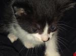 Calico litter Profile