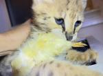 Small Cheetah Savannah F1 boy Profile