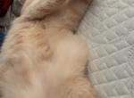 kitty Profile
