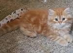 Luther Orange Dollface Tabby Persian Profile