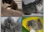Persian Males Profile
