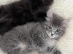 American bobtail Kittens Profile