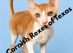 Austin TX Cornish Rex Kittens Profile